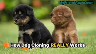 How Dog Cloning REALLY Works #dogcloning #MyFriendAgain