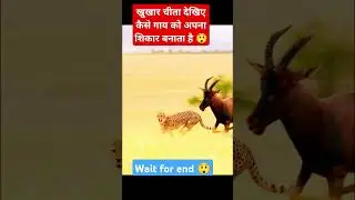 leopard Vs Cow 🐄 #animallover #leopard #viralvideo #leopardattack #cow #youtubeshort