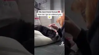 Dogs last day