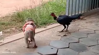 Macaco Brincando