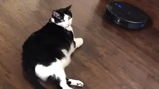 Lazy cat refuses to move for robot vacuum