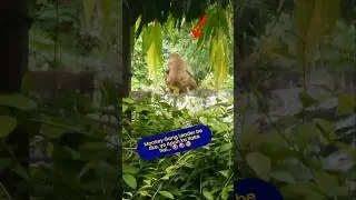 🐒 Monkey Gang Leader Sitting Like a Boss! 😎👑 | Nature's Trail | #shorts #monkey #nature