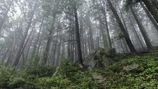 Stevens Gulch and Indian Creek Trails Loop, Pike National Forest, Colorado