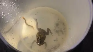 I caught the frogs at night 