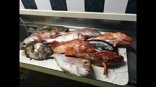 Reel Kiwi Fishing NZ adventures - Reefies at last off Houhora