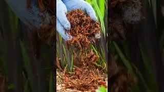 RUIBAL'S Plant PRO TIPS: Protecting Plants in Cold Weather #gardening #flowers #garden #plants