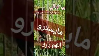 مايسترو روعة 🔥🔥🔥maystro