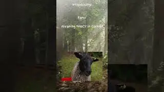 #meetthesheep Introducing our new sheep!
