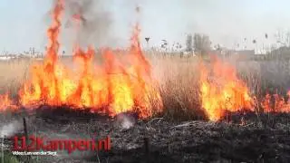 Rietbrand Pijperstaart Kampen - 112Kampen.nl