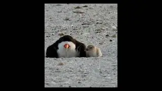 That's Cute!   #birds #nest #wildlife #birdnest #animals #nature #naturelovers #blackskimmers