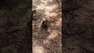Playful Monkeys Foraging on the Jungle Floor | Wild Behavior Captured