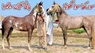 Surkha Sawa Ghora | Kumait Panch Kalyan Wachera | Horse For Sale In Pakistan 