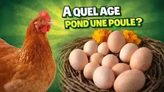 &Agrave; quel &acirc;ge les poules commencent-elles &agrave; pondre ?