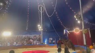 Horse Vaulting