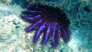 Acanthaster planci, l'&eacute;toile de mer qui ravage les r&eacute;cifs