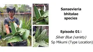 Sansevieria bhitalae silver blue - Sansevieria bhitalae Episode 01