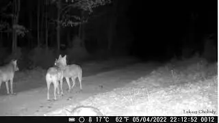 Wyjąca wataha wilk&oacute;w.  The call of the wolves. Poland.