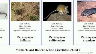 Mamach, ord Rodentia, fine Cricetidae, chuid 2 peromyscus neotoma sigmodon myodes reithrodontomys