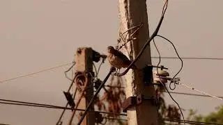 Sparrowhawk Bird Loud Call, Original Sound/Voice!  (Predator Bird) Part-2