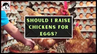 Backyard vs Store-bought Eggs: Getting to the Roots of It.