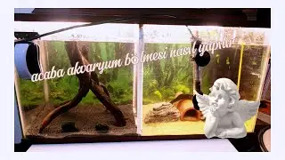 Akvaryum bölmesi nasıl yapılır #aquarium #aquascape #fish #fishtank #pets #fishing #aquariumfish 