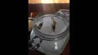Eating shrimp alive at Noma, Copenhagen  from Ren&eacute; Redzepi