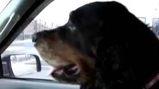Gordon Setter