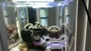 G4 Cube Reef Macquarium