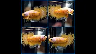 Live Betta Fish BLACK RIM MUSTARD MARBLE DRAGON Halfmoon Plakat HMPK Male #A329