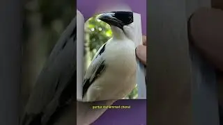 flipbook short Bali starling #shorts #birds #flipbook #ai
