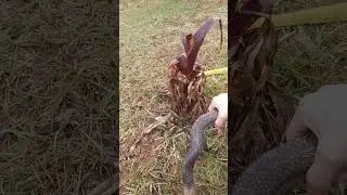 Yellow Tail Cribo Naga out for a slither around