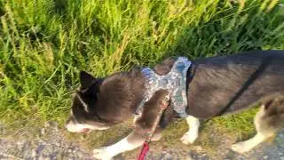 Gassi bei Störchen und Kühen 💙 | 🐺 Husky Goraidh 🐾