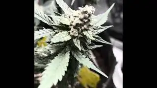 Day 40 flower Alaskan Bananaberry #cannabiseducation #indoorgarden #autoflower