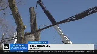 Sacramento addressing tree troubles ahead of atmospheric river