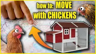 how to: MOVE with CHICKENS 🐔