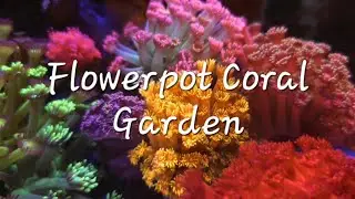 FLOWERPOT CORAL GARDEN🪸 #goniopora #trending #youtubevideo #viralvideo #videos #flowerpot #aquavibez