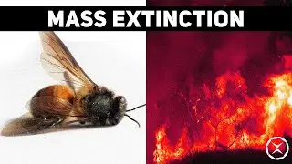 The Death of the Bee - The Insect Mass Extinction