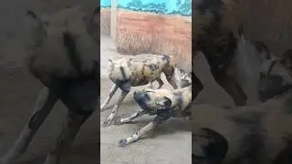 Wild African dogs just waking up from a nap | @crazyaboutgaven #shortfeed #kids