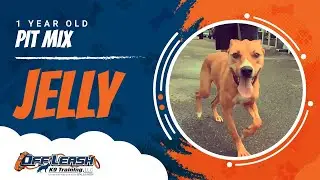 1 Year Old Pit Mix Jelly! Best Dog Trainers VA| 14 Day Transformation!