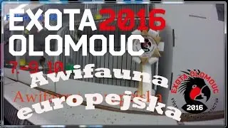 Exota Olomouc 2016 Awifauna europejska