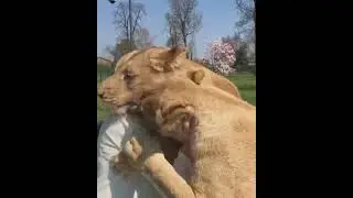 Ein L&ouml;we liebt jemanden, der sich um ihn k&uuml;mmert#tiktok#short#l&ouml;we
