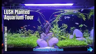 Low-Tech Planted Tank Tour