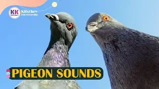 Pigeon Sound, Pigeon Sounds, Pigeon Sound effects, Different types of pigeon sounds