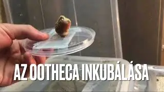 Imádkozó sáskák tenyésztése 2.rész, az Ootheca inkubálása / Insect Breeding Hungary