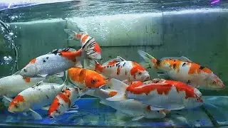 Cara Merawat & Memelihara Ikan Koi Di Akuarium Agar Cepat Besar Dan Tidak Mudah Mati || Wajib Tahu!!