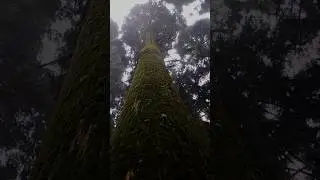 🌲pine Forest 🇮🇳lava, Kalimpong #musafirmijan #travel #indiatrekking #nature #pineforest