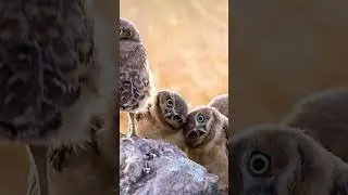 Feeling the Beat 🦉 #Owls #Birds #Wildlife #CuteAnimals