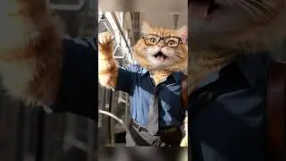 The orange cat takes the subway #video #cat #cute #funny