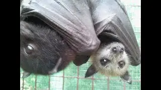 A Bit Of Everything Bats Cleaning Invading My Space Showing How Cute They Are.