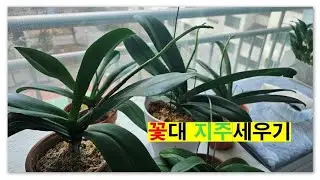 꽃대 지주 세우기 호접난 꽃대 잡아주기